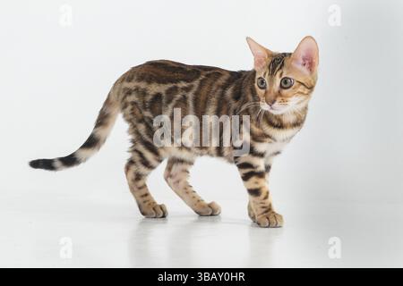 a Bengal cat in a photo studio on a white background. It is standing and in motion Stock Photo