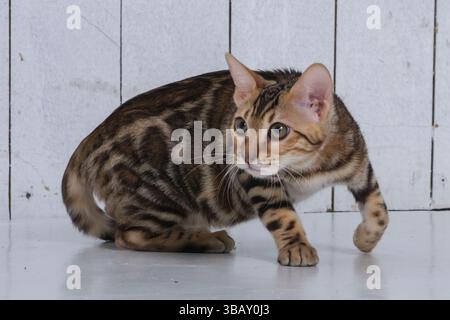 a Bengal cat in a photo studio on a white background. It is standing and in motion Stock Photo