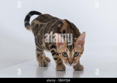 a Bengal cat in a photo studio on a white background. It is standing and in motion Stock Photo