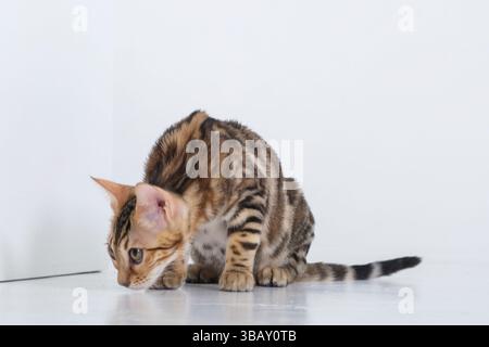 A Bengal cat in a photo studio on a white background sits with its paws and tail tucked between its legs Stock Photo