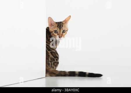 A Bengali cat in a photo studio on a white background sits peeking around the corner Stock Photo