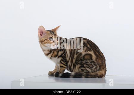 A Bengal cat in a photo studio on a white background sits with its paws and tail tucked between its legs Stock Photo