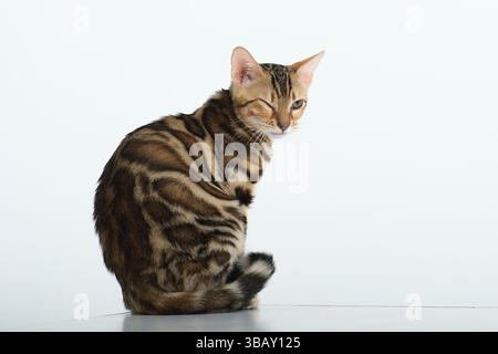 A Bengal cat in a photo studio on a white background sits with its paws and tail tucked between its legs Stock Photo