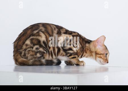 A Bengal cat in a photo studio on a white background sits with its paws and tail tucked between its legs Stock Photo