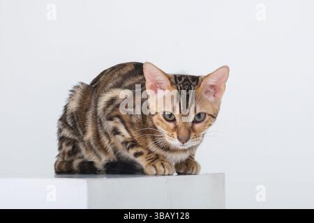 A Bengal cat in a photo studio on a white background sits with its paws and tail tucked between its legs Stock Photo