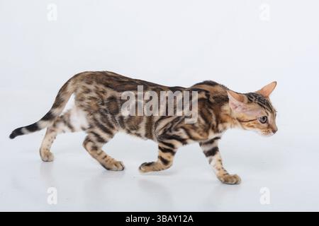 charming bengal cat posing in a photo studio Stock Photo