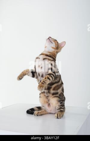 A Bengal cat in a photo studio on a white background plays with its front paws raised Stock Photo