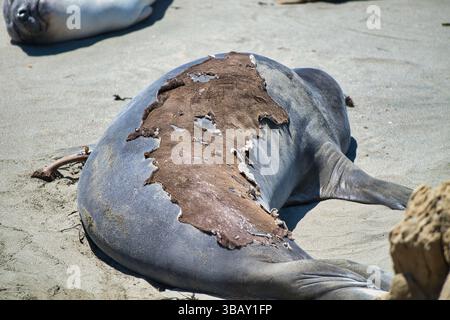 This photo captures a California sea lion in the midst of its annual molt, lying on a sandy beach along the Pacific coast. Stock Photo