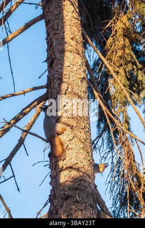 Two squirrels with fluffy tails on the trunk of an old tree. Two Red squirrels chasing each other around a tree. Red squirrels play with each other. Stock Photo