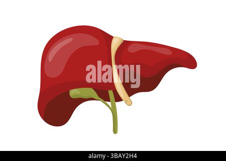 Liver with gallbladder and bile ducts showing anatomy structure Stock Vector
