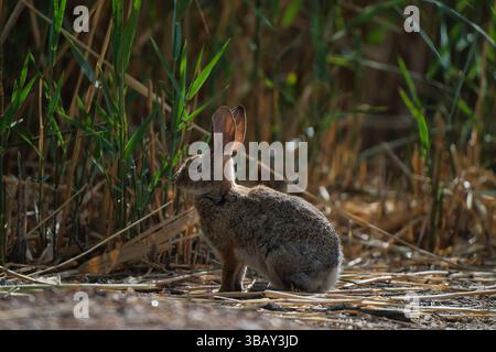 A wild rabbit sits alert among dry grass and tall green plants in a natural field. Captured in warm, low sunlight. Stock Photo