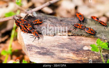 Red bugs with black spots on a trunk in sunny forest close up view Stock Photo