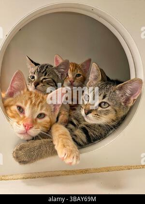 A group of tabby and ginger kittens rest inside a cubby at a public animal shelter in Northern California, May 2025, during routine housing and enrich Stock Photo