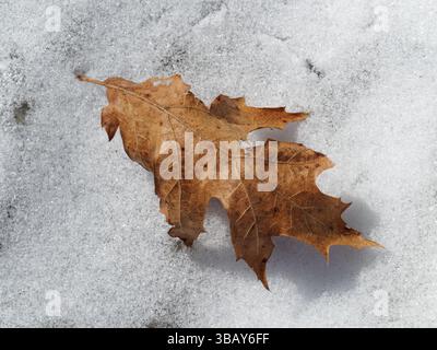 Dry Oak leaf laying on the snow Stock Photo