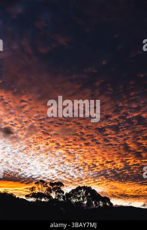 orange sunset in tasmania with silhouette of gum trees and mountain landscape, small fluffy clouds Altocumulus floccus Stock Photo