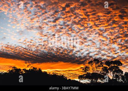 orange sunset in tasmania with silhouette of gum trees and mountain landscape, small fluffy clouds Altocumulus floccus Stock Photo