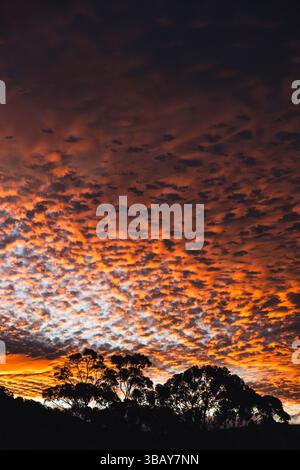 orange sunset in tasmania with silhouette of gum trees and mountain landscape, small fluffy clouds Altocumulus floccus Stock Photo