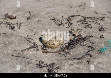 Seagull eggs laid on the sand beach under open air Stock Photo