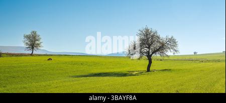 Scenic view of lonely big tree on green grass meadow on blue sky background Stock Photo