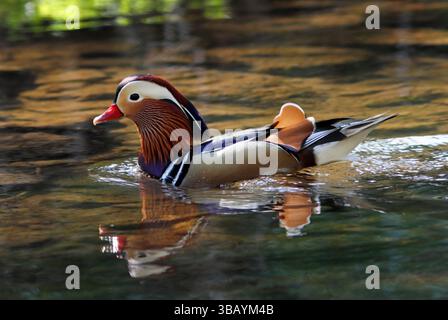 MANDARIN DUCK (Aix galericulata) male swimming  and reflected in a river, UK. Stock Photo