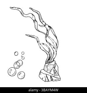 Green seaweed in rocks and air bubbles, black and white ink drawing Vector illustration. Swaying algae bushes, the underwater world of the ocean, isol Stock Vector