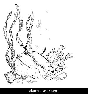 Seashells from ocean floor and starfish next to algae twigs, drawing in black and white ink. Vector illustration.A large spiral shell and air bubbles Stock Vector