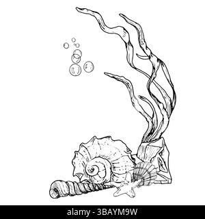 Seashells from ocean floor and starfish next to algae twigs, drawing in black and white ink. Vector illustration.A large spiral shell and air bubbles Stock Vector