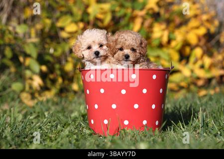 Bollipoo, two puppies in a bucket. A hybrid, the parents belong to two different breeds, the mating is planned. The mother is a Bolonka Zwetna and the father is a Toy Poodle. Germany Stock Photo