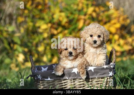 Bollipoo, two puppies in a basket. A hybrid, the parents belong to two different breeds, the mating is planned. The mother is a Bolonka Zwetna and the father is a Toy Poodle. Germany Stock Photo