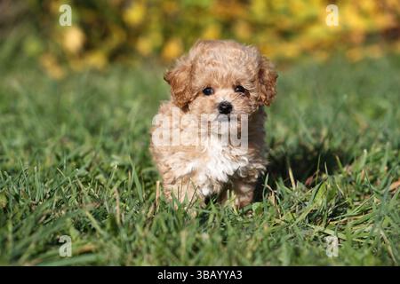 Bollipoo, puppy. A hybrid, the parents belong to two different breeds, the mating is planned. The mother is a Bolonka Zwetna and the father is a Toy Poodle. Germany Stock Photo