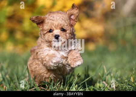 Bollipoo, puppy running. A hybrid, the parents belong to two different breeds, the mating is planned. The mother is a Bolonka Zwetna and the father is a Toy Poodle. Germany Stock Photo