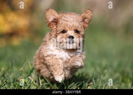 Bollipoo, puppy running. A hybrid, the parents belong to two different breeds, the mating is planned. The mother is a Bolonka Zwetna and the father is a Toy Poodle. Germany Stock Photo