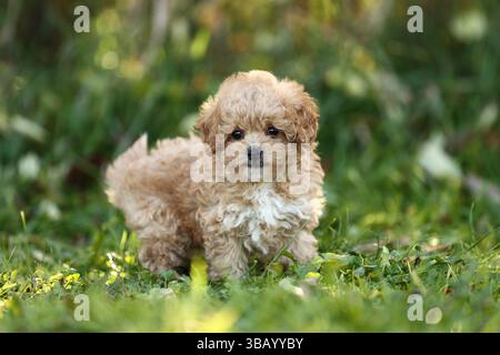 Bollipoo, puppy. A hybrid, the parents belong to two different breeds, the mating is planned. The mother is a Bolonka Zwetna and the father is a Toy Poodle. Germany Stock Photo