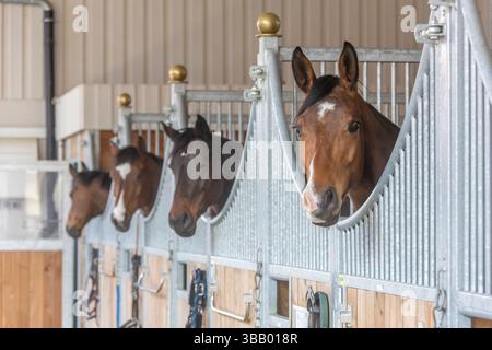 Warmblood. Bay adults looking out from her boxes. Germany Stock Photo