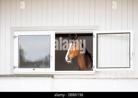 Warmblood. Bay adult looking out from its box. Germany Stock Photo