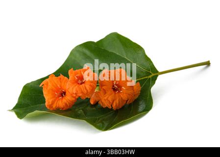 sea trumpet  isolated on white Stock Photo