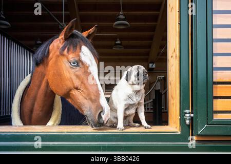 A warm-blooded horse and a pug looking out of a stable. Germany Stock Photo