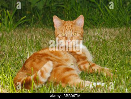 Domestic cat. Ted tabby tomcat (1 year old) lying on grass. Germany Stock Photo
