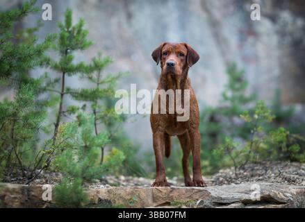 Labrador Retriever. Brown adult standing in a quarry Stock Photo