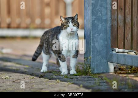 A domestic cat standing in a courtyard driveway. Stock Photo