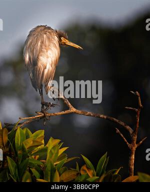 Close-up rear view of a Grey Heron (Ardea cinerea) standing on a branch, Sri Lanka Stock Photo
