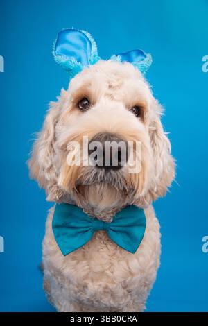 Close-up portrait of a labradoodle wearing a blue bow tie and bunny ears sitting in front of a blue background Stock Photo