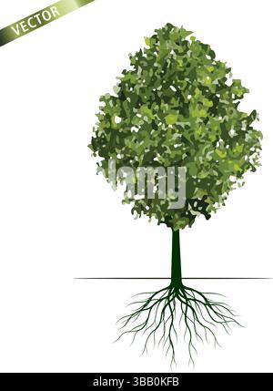 Green Tree with Roots. Stock Vector