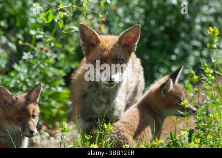 UK weather, 14 May 2024: Sun shines on a family of foxes in a garden in Clapham, south London. The mother, father and four cubs were seen feeding, exploring, playing, and the parents both chase and groom the cubs. A prolonged spell of dry weather is forecast and animal charities are asking people to put out water in shallow dishes for wildlife. Credit: Anna Watson/Ģ����ý Live News Stock Photo