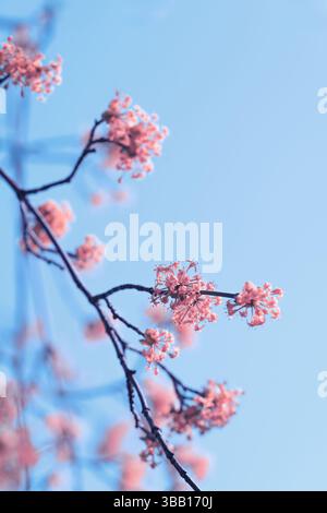 Delicate pink cherry blossoms are seen blooming on slender branches under a clear blue sky, showcasing the beauty of springtime. The bright colors evo Stock Photo