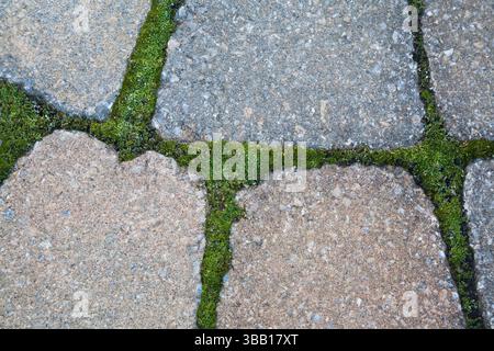 Close-up of Bryophyta - Green Moss growing between paving stone joints. Stock Photo