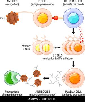 B cell activation. Antigen presentation. Plasma cells and Antibody ...