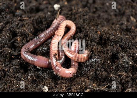 Earthworms on Soil Close-Up Macro View Stock Photo