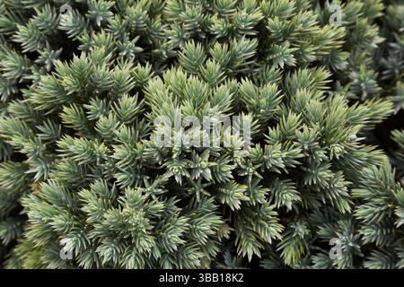 Close-up of Juniperus squamata 'Blue Star' - Singleseed Juniper shrub in summer. Stock Photo