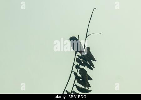 A kingfisher perches on a guava branch, its bright feathers glowing in the sun. Still and alert, it watches below, framed by swaying leaves and ripeni Stock Photo